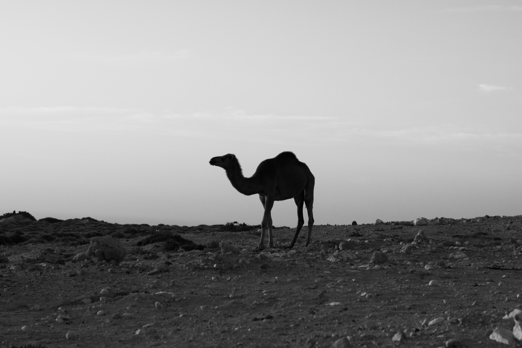 Schwarzweiß: Kamel als Silhouette vor hellem Himmel in einer steinigen Landschaft